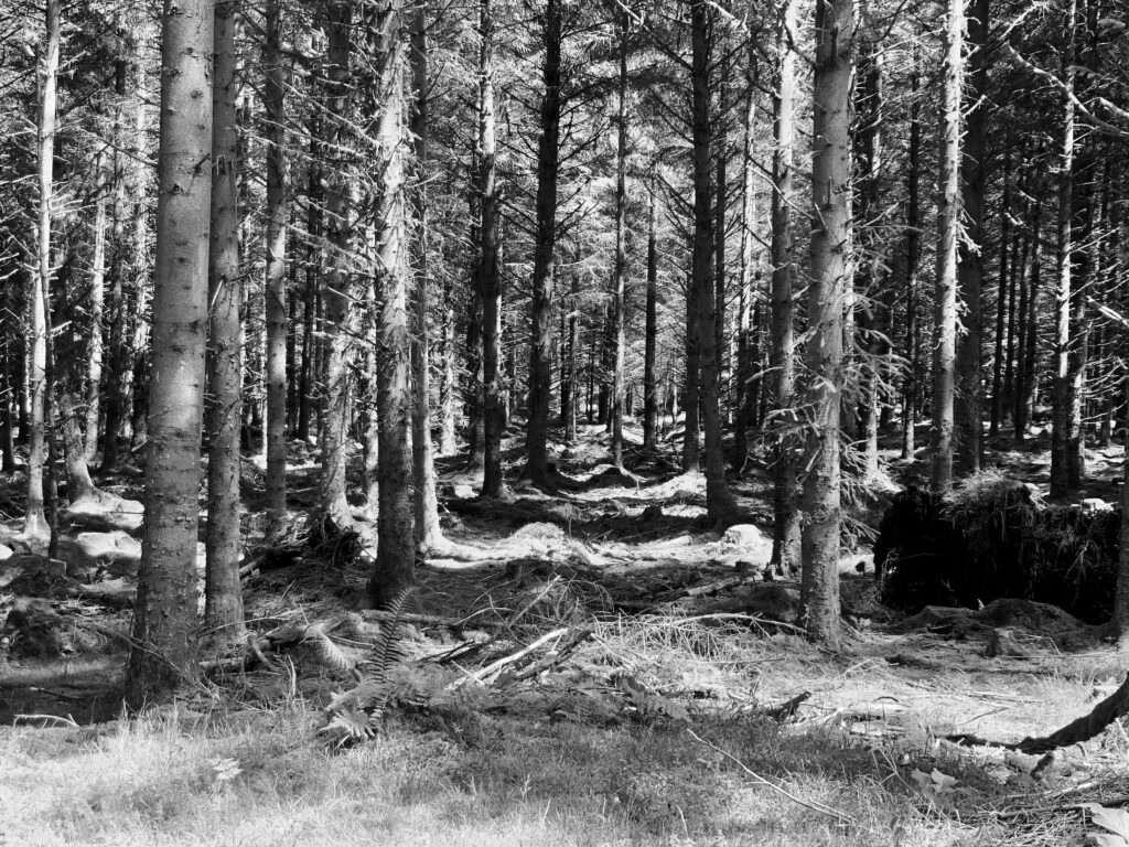 Trees from the Forest